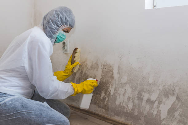 Best HVAC Mold Remediation in Bowling Green, OH