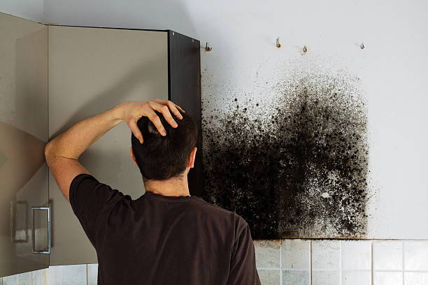 Best Residential Mold Remediation in Bowling Green, OH